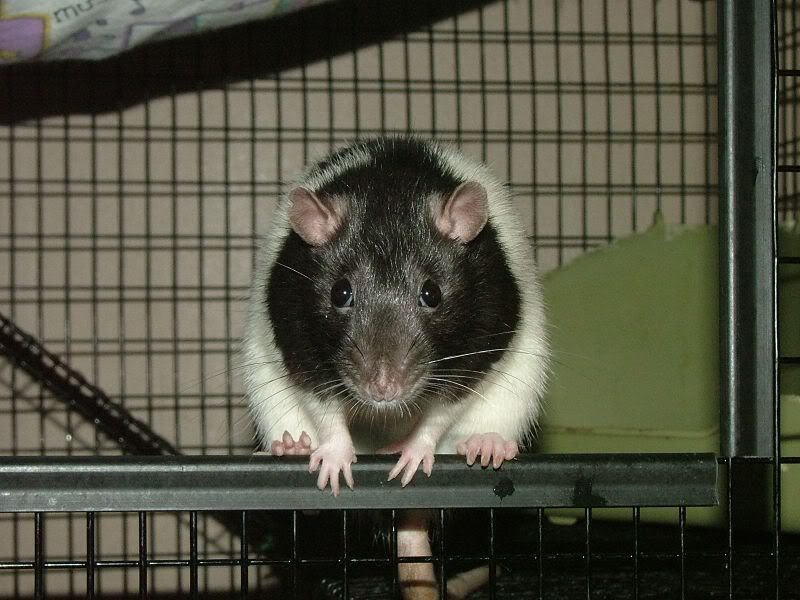 Rats from Pet Stores Rat Forum